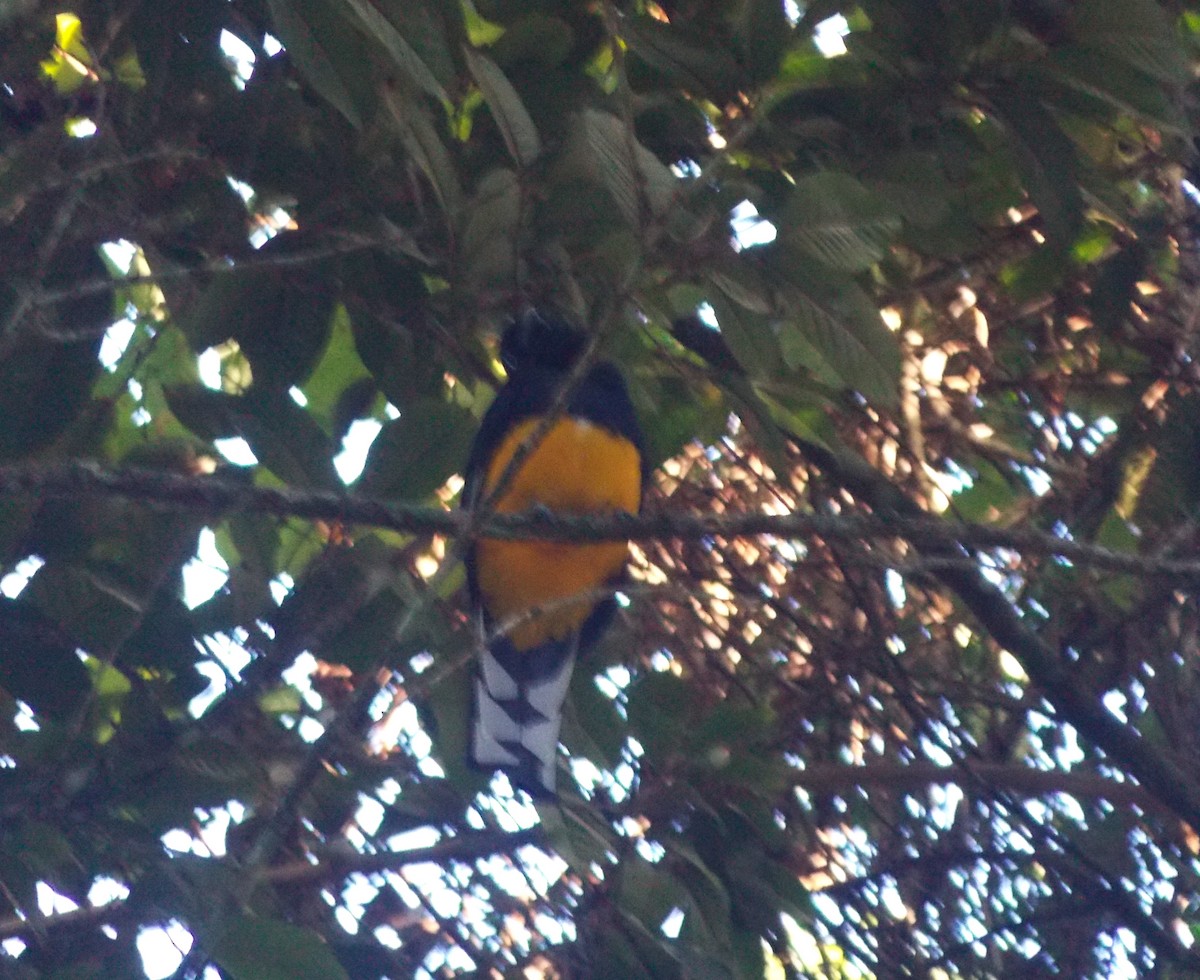 Trogon à queue blanche - ML620551457