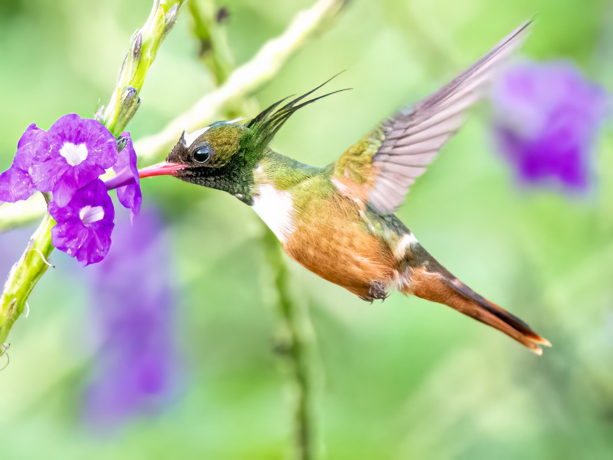 White-crested Coquette - ML620551462