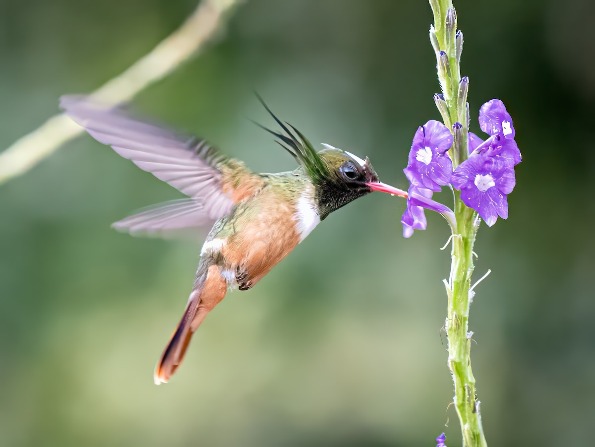 White-crested Coquette - ML620551464