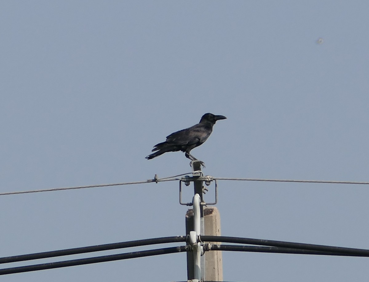 Large-billed Crow - ML620551470