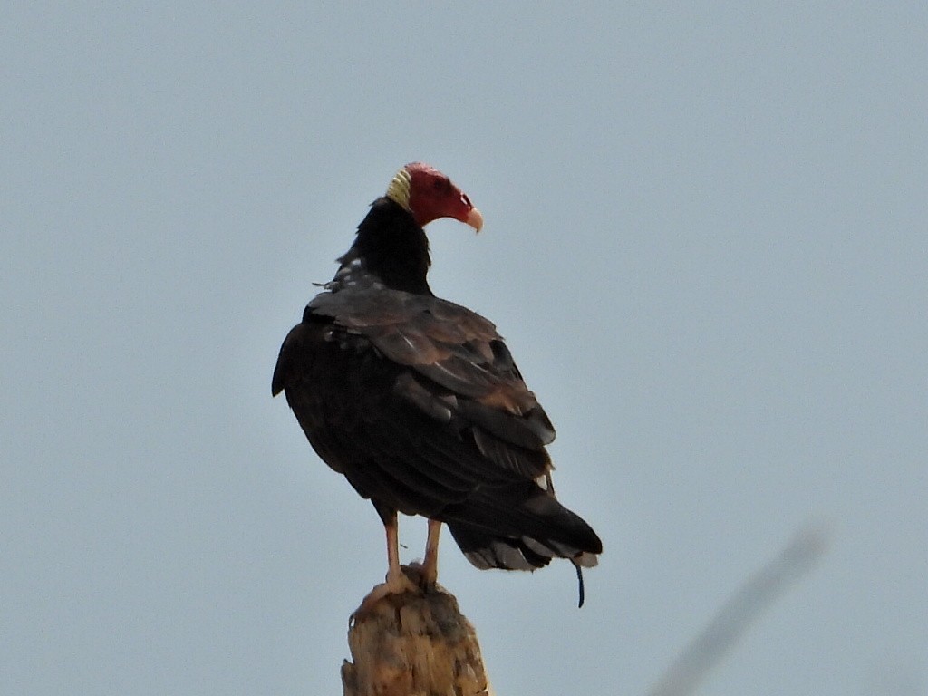 Urubu à tête rouge - ML620551473