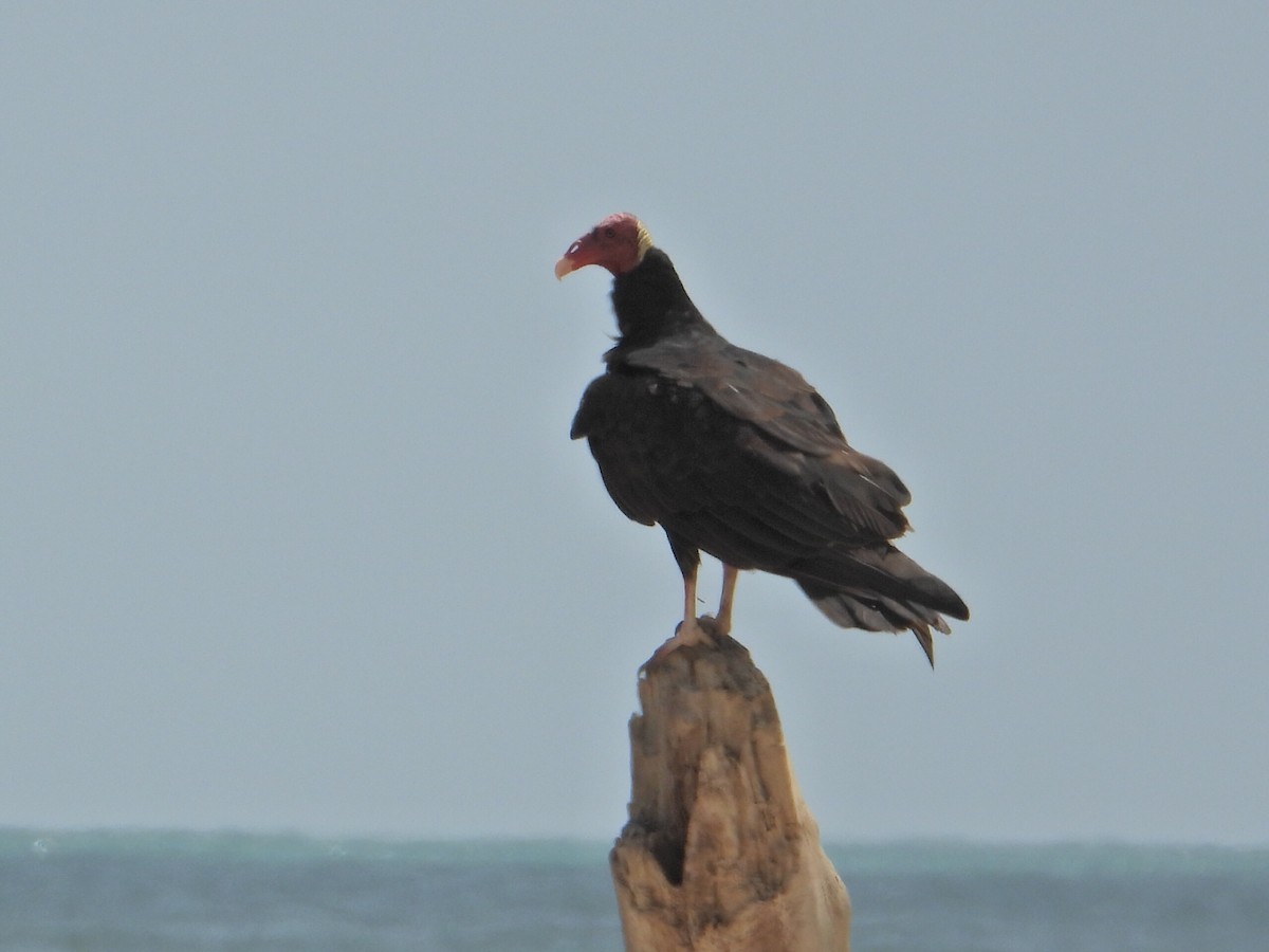 Urubu à tête rouge - ML620551474