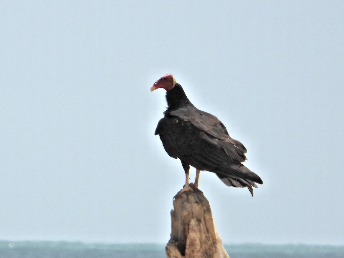 Urubu à tête rouge - ML620551475