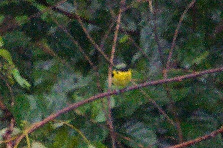 Dacnis à ventre jaune - ML620551479