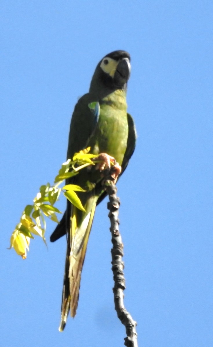 Yellow-collared Macaw - ML620551486