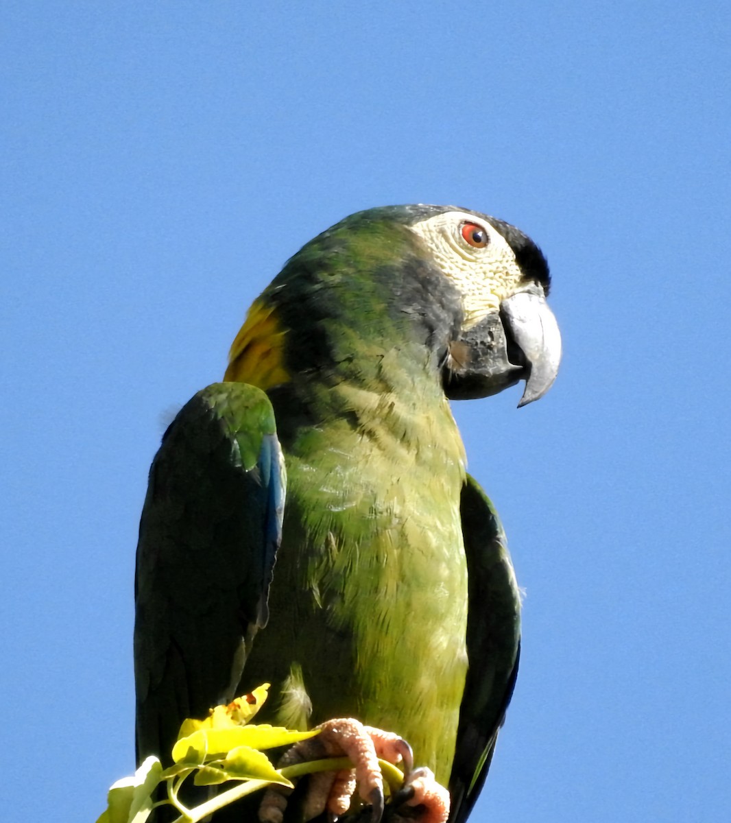 Yellow-collared Macaw - ML620551487