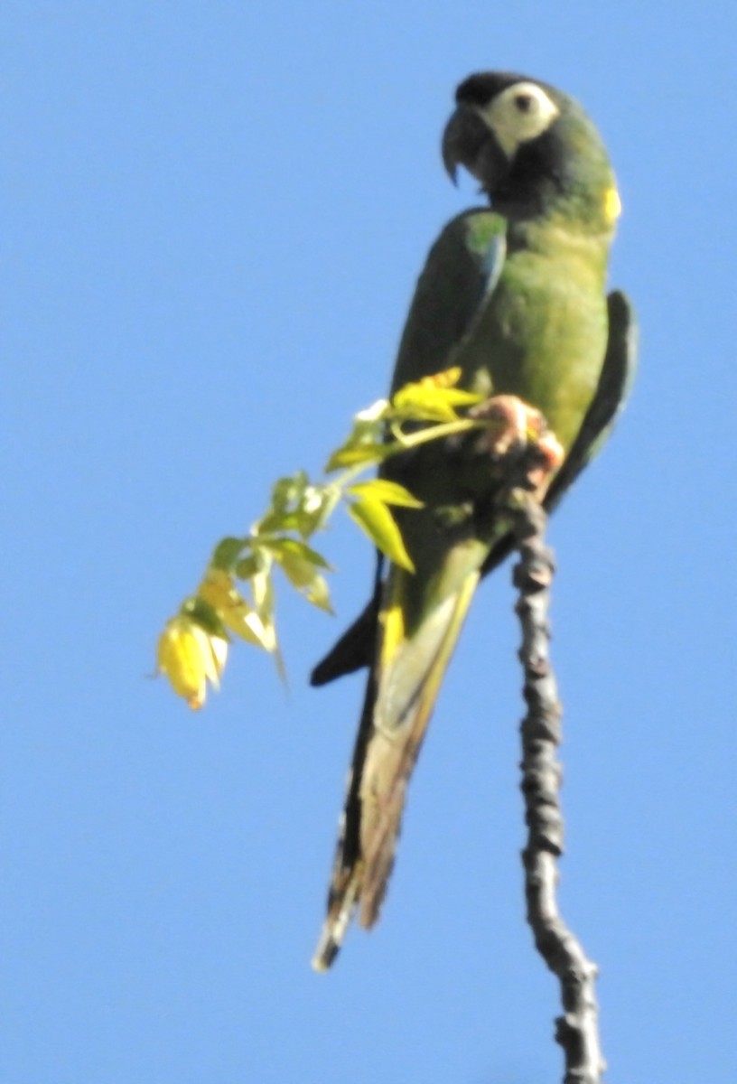 Yellow-collared Macaw - ML620551488