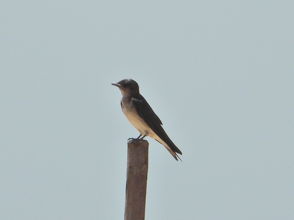 Gray-breasted Martin - ML620551494