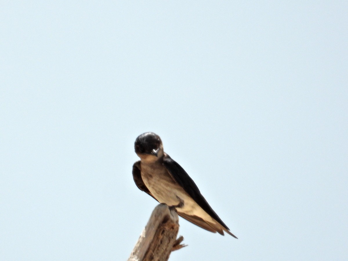 Gray-breasted Martin - ML620551495