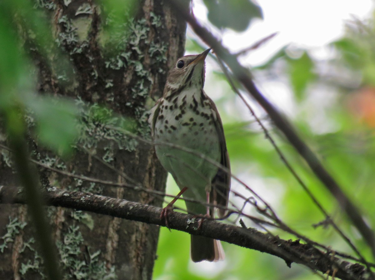 Hermit Thrush - Thomas Schultz