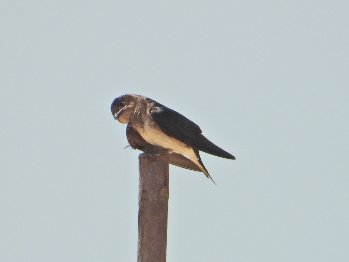 Gray-breasted Martin - ML620551497