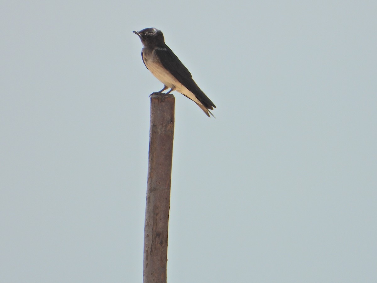 Golondrina Pechigrís - ML620551498