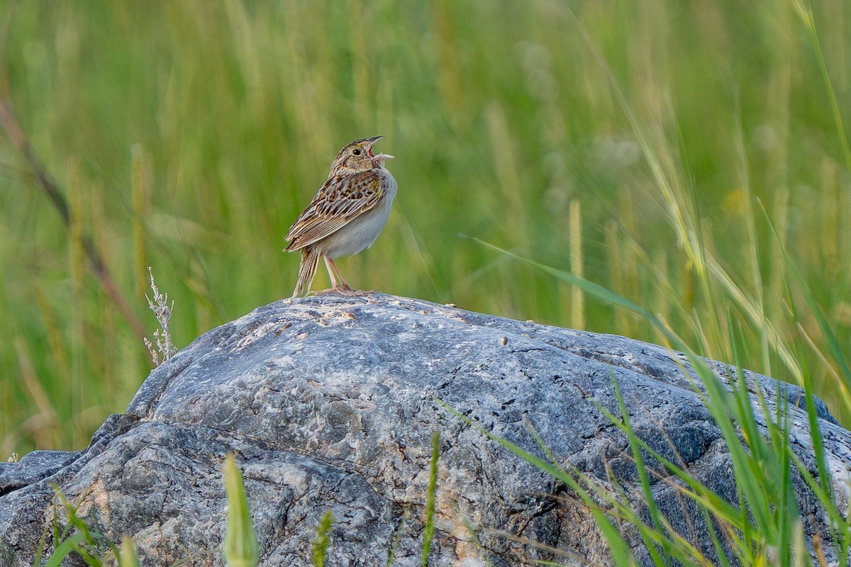 Grasshopper Sparrow - ML620551499