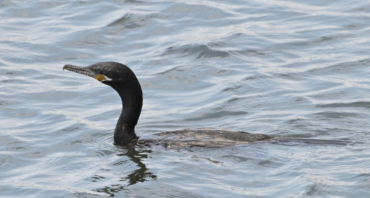 Neotropic Cormorant - ML620551523