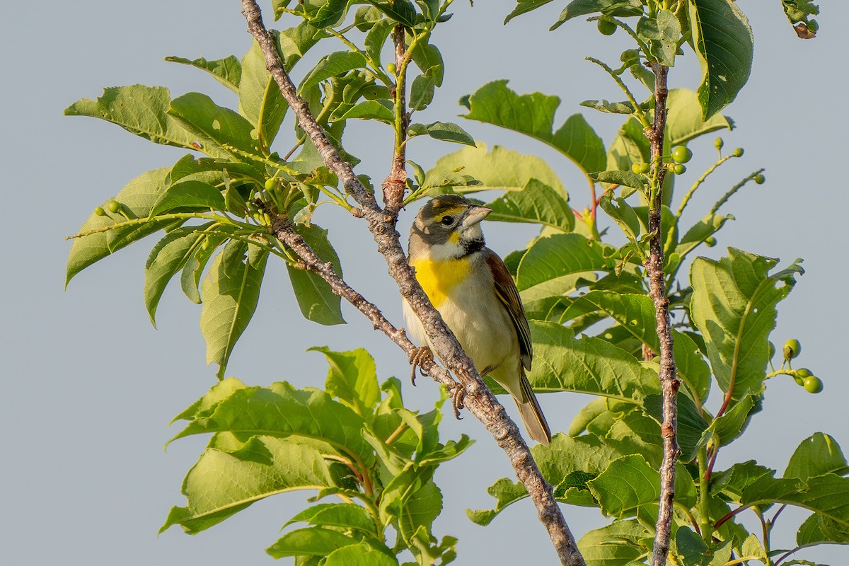 Dickcissel - ML620551535