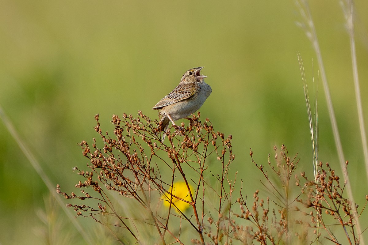Grasshopper Sparrow - ML620551541