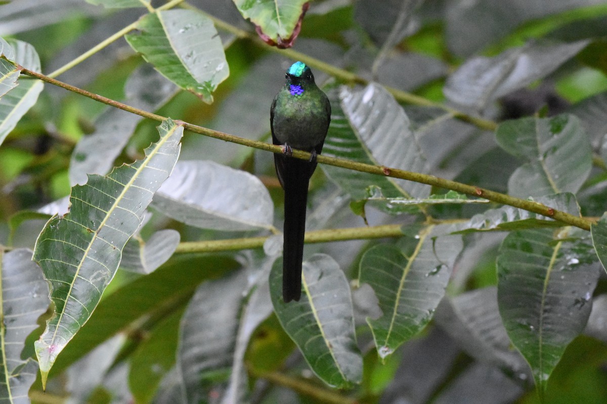 Long-tailed Sylph - ML620551542