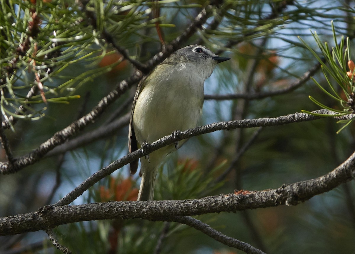 Cassin's Vireo - ML620551544