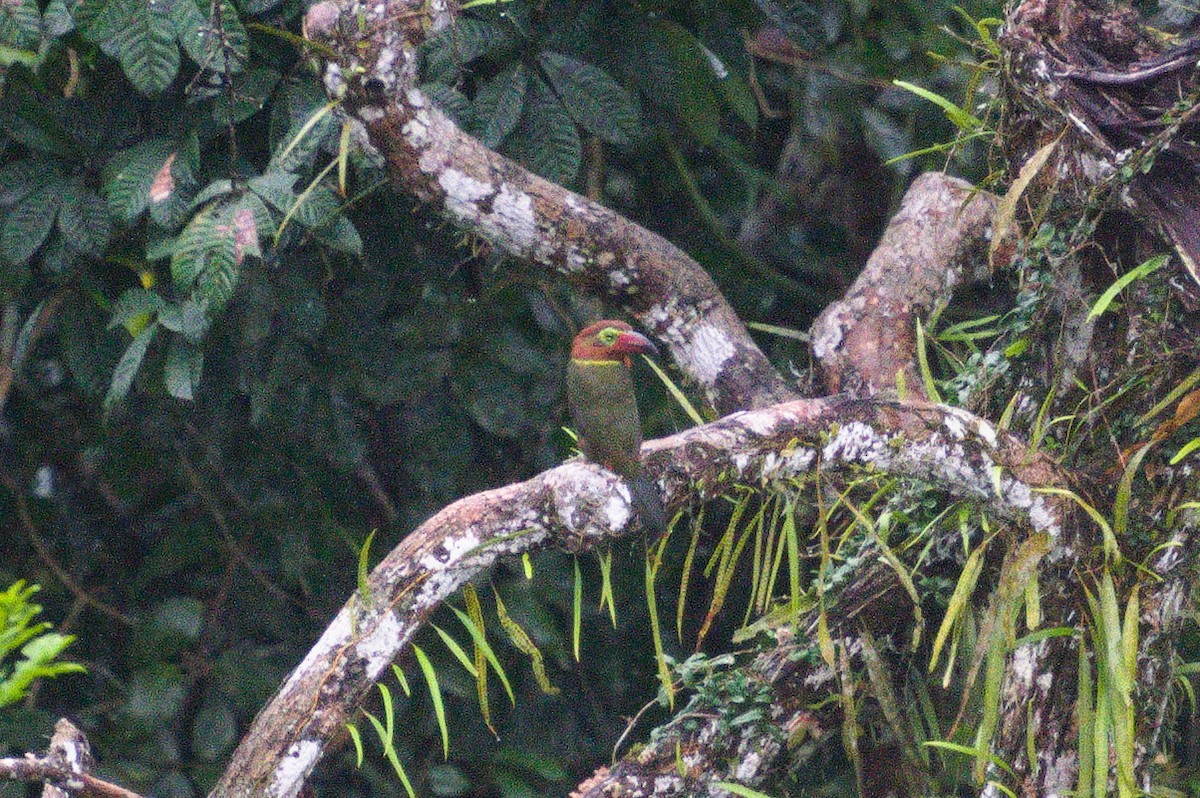 Golden-collared Toucanet (Red-billed) - ML620551547