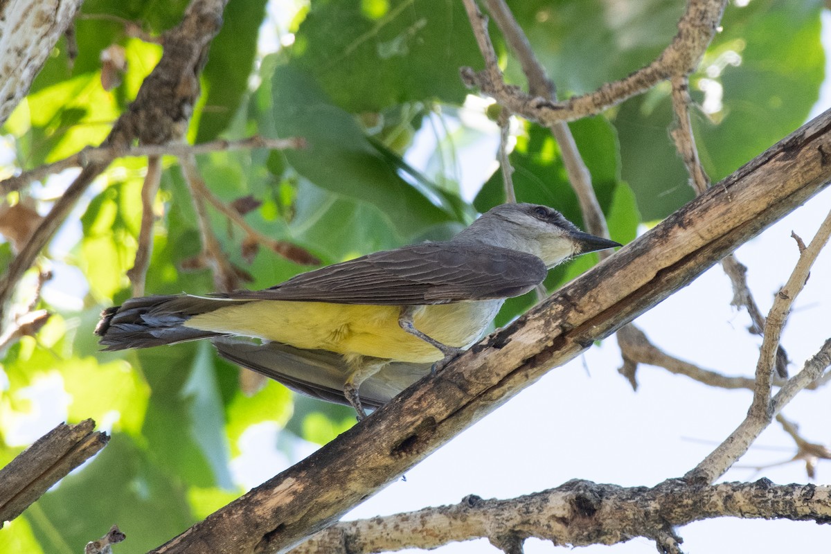 Western Kingbird - ML620551551