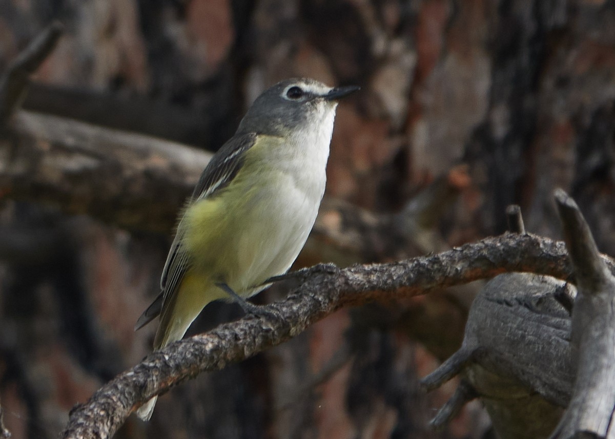 Cassin's Vireo - ML620551552