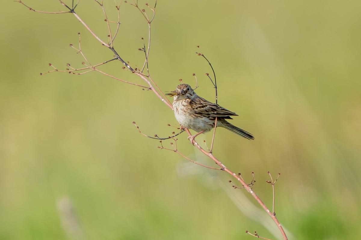 Vesper Sparrow - Robert Raker