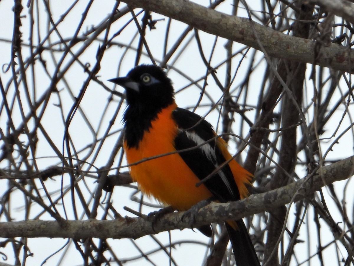 Venezuelan Troupial - ML620551561