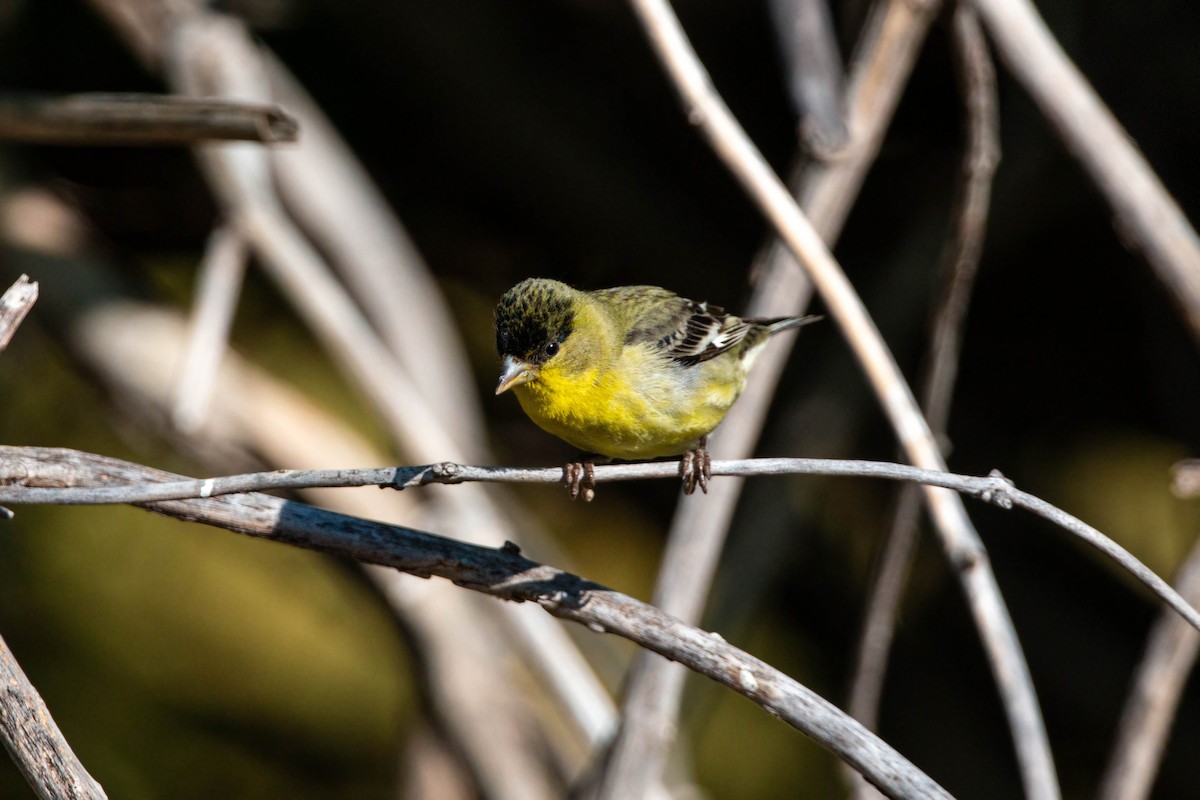 Lesser Goldfinch - ML620551563