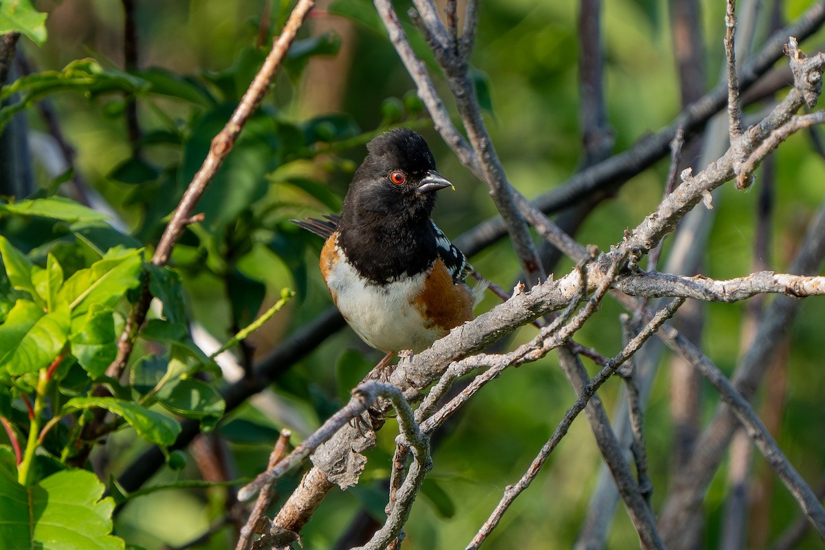 Spotted Towhee - ML620551578