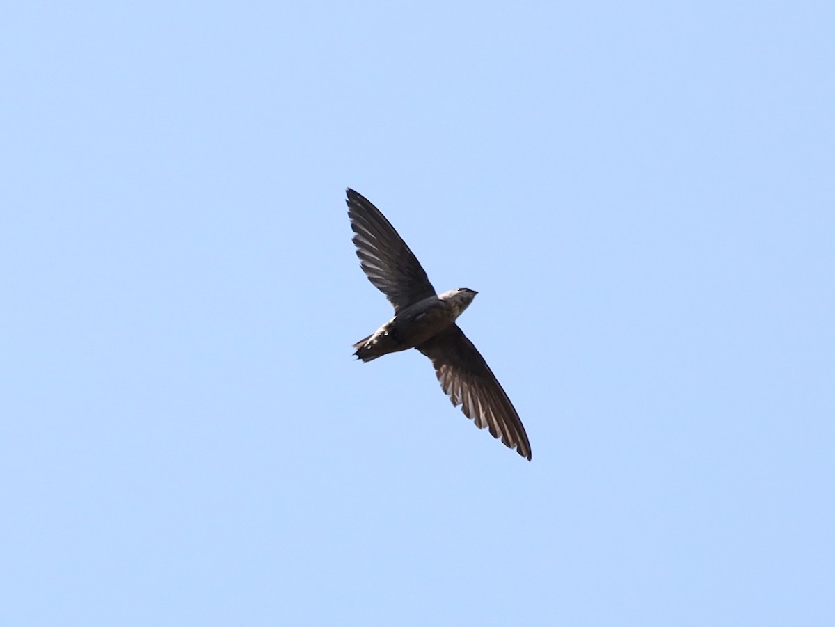 Chimney Swift - ML620551588