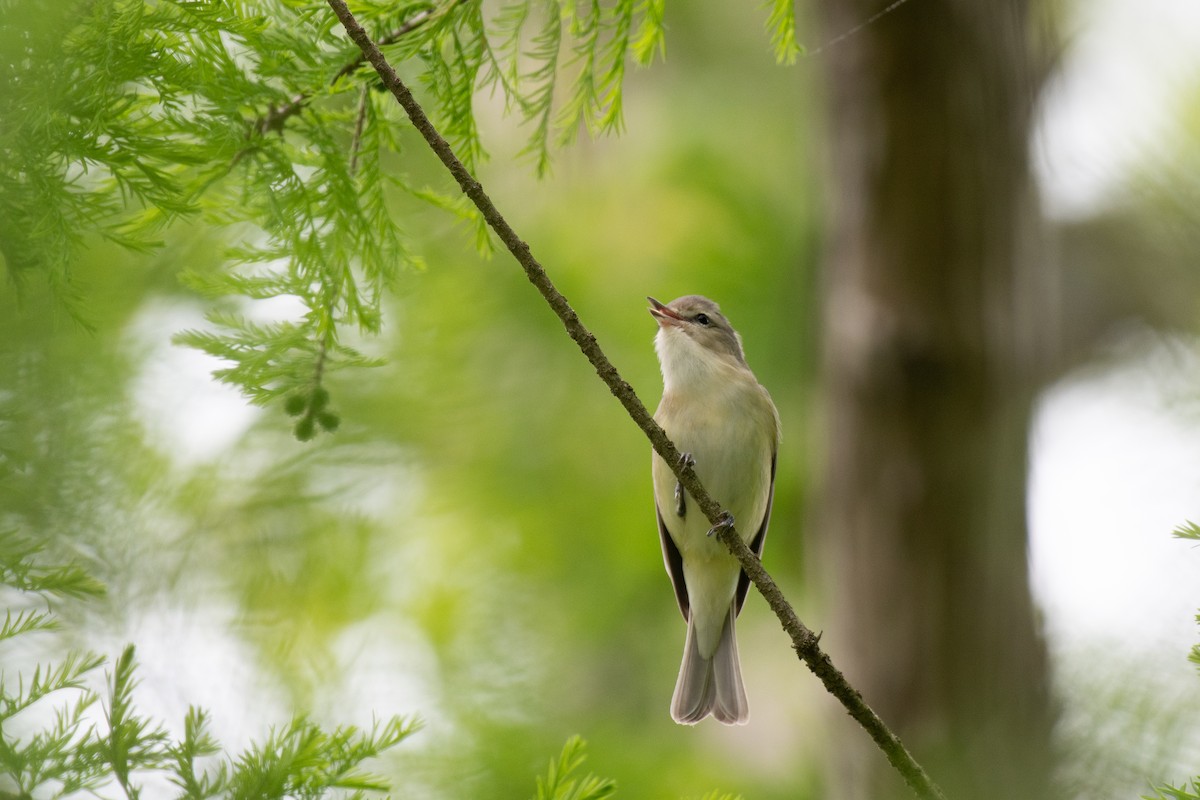 Sängervireo (gilvus) - ML620551621