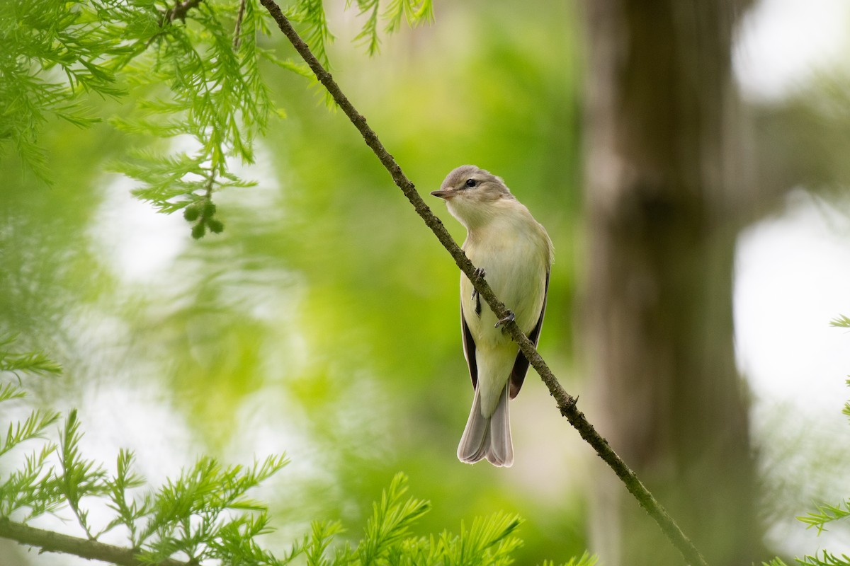 zelenáček švitořivý (ssp. gilvus) - ML620551622