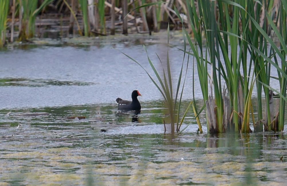 Gallinule d'Amérique - ML620551625