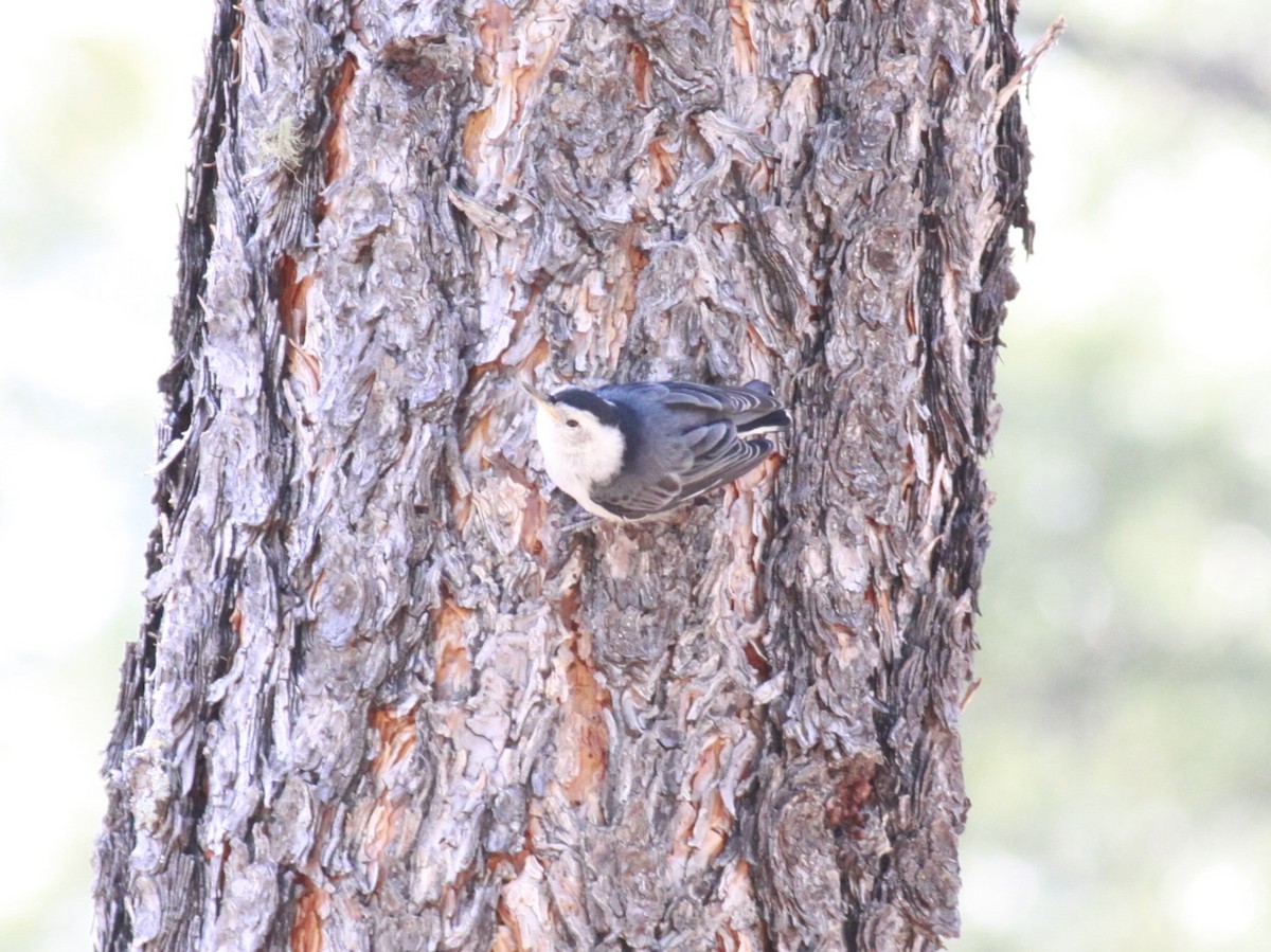 White-breasted Nuthatch - ML620551627