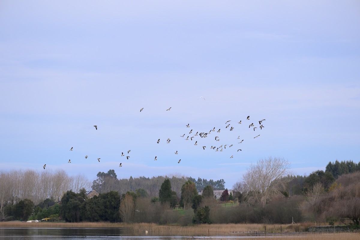 Southern Lapwing - ML620551632