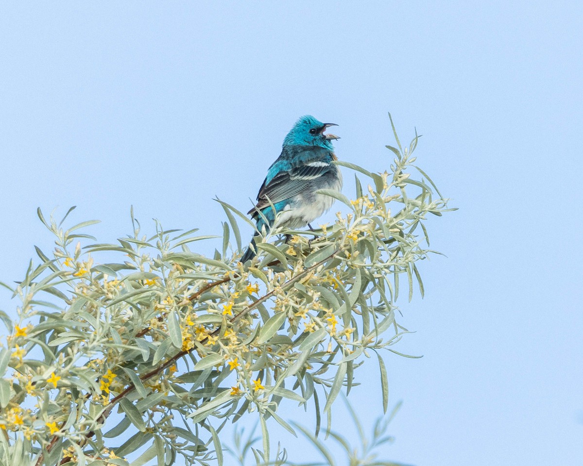 Lazuli Bunting - ML620551633