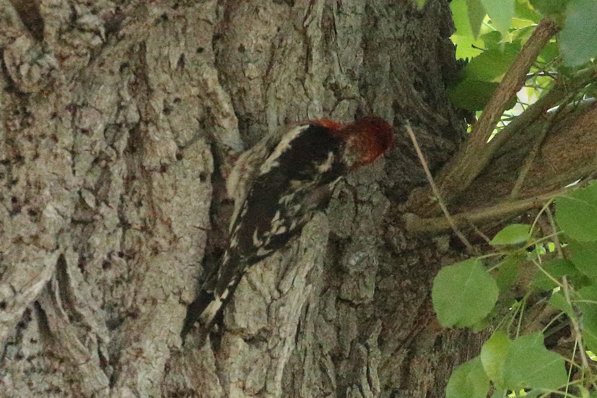 Pic à poitrine rouge - ML620551634