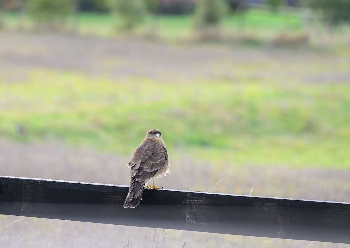 Caracara chimango - ML620551642