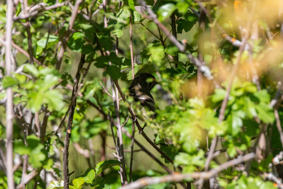 Western Flycatcher (Pacific-slope) - ML620551658