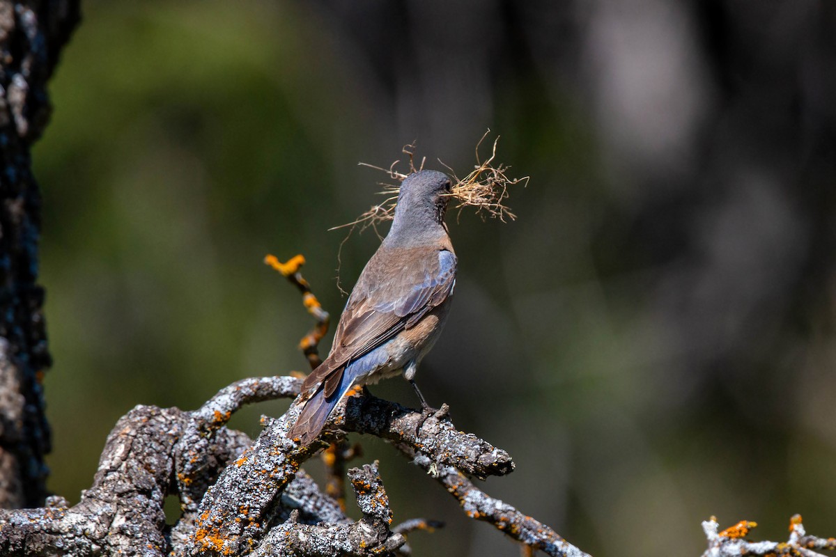 Western Bluebird - ML620551660