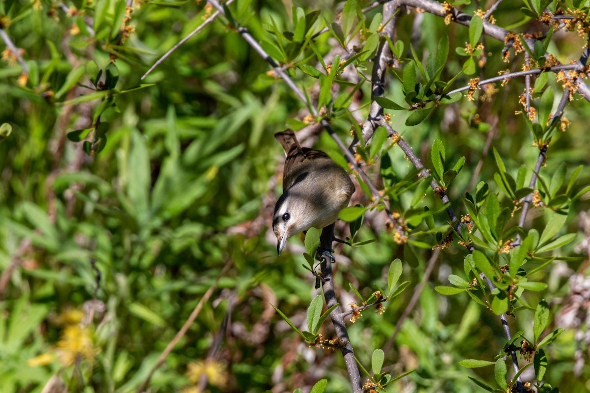 Warbling Vireo - ML620551666