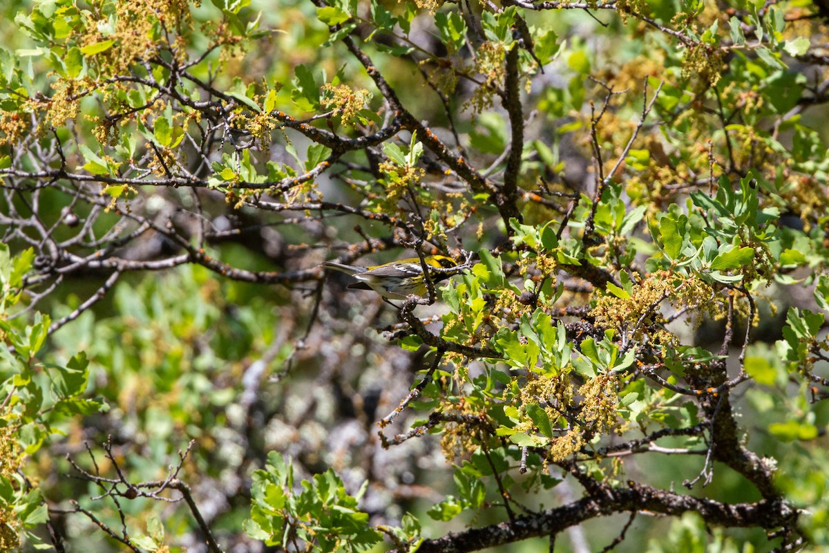 Townsend's Warbler - ML620551676