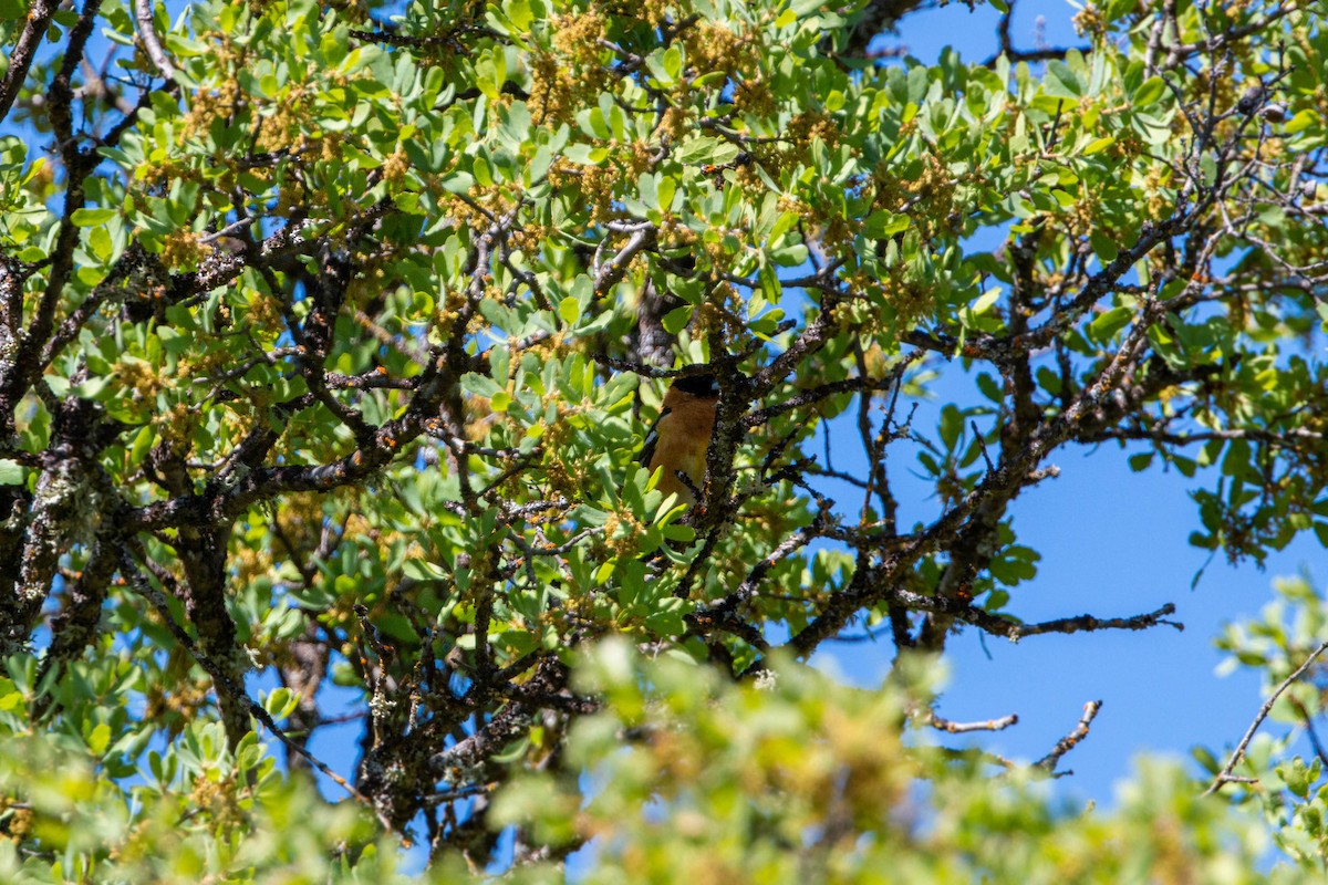 Black-headed Grosbeak - ML620551685