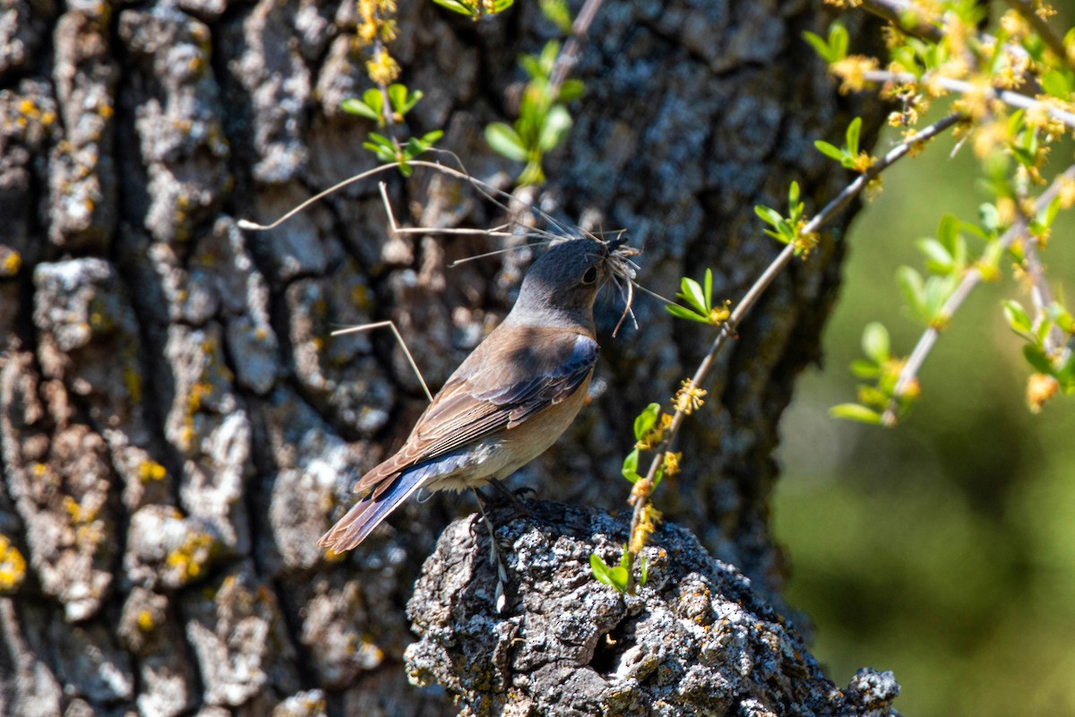 Western Bluebird - ML620551691