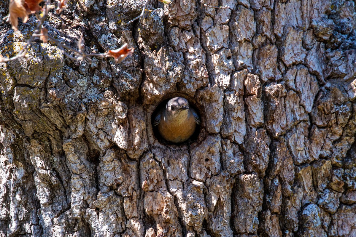 Western Bluebird - ML620551695