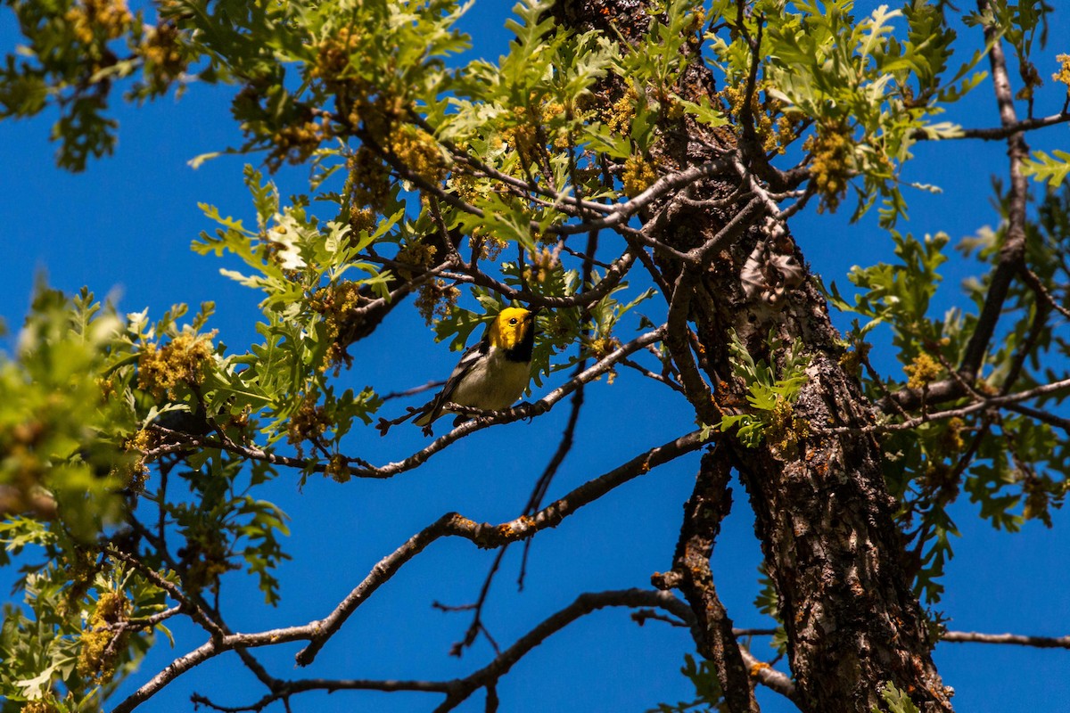 Paruline à tête jaune - ML620551709