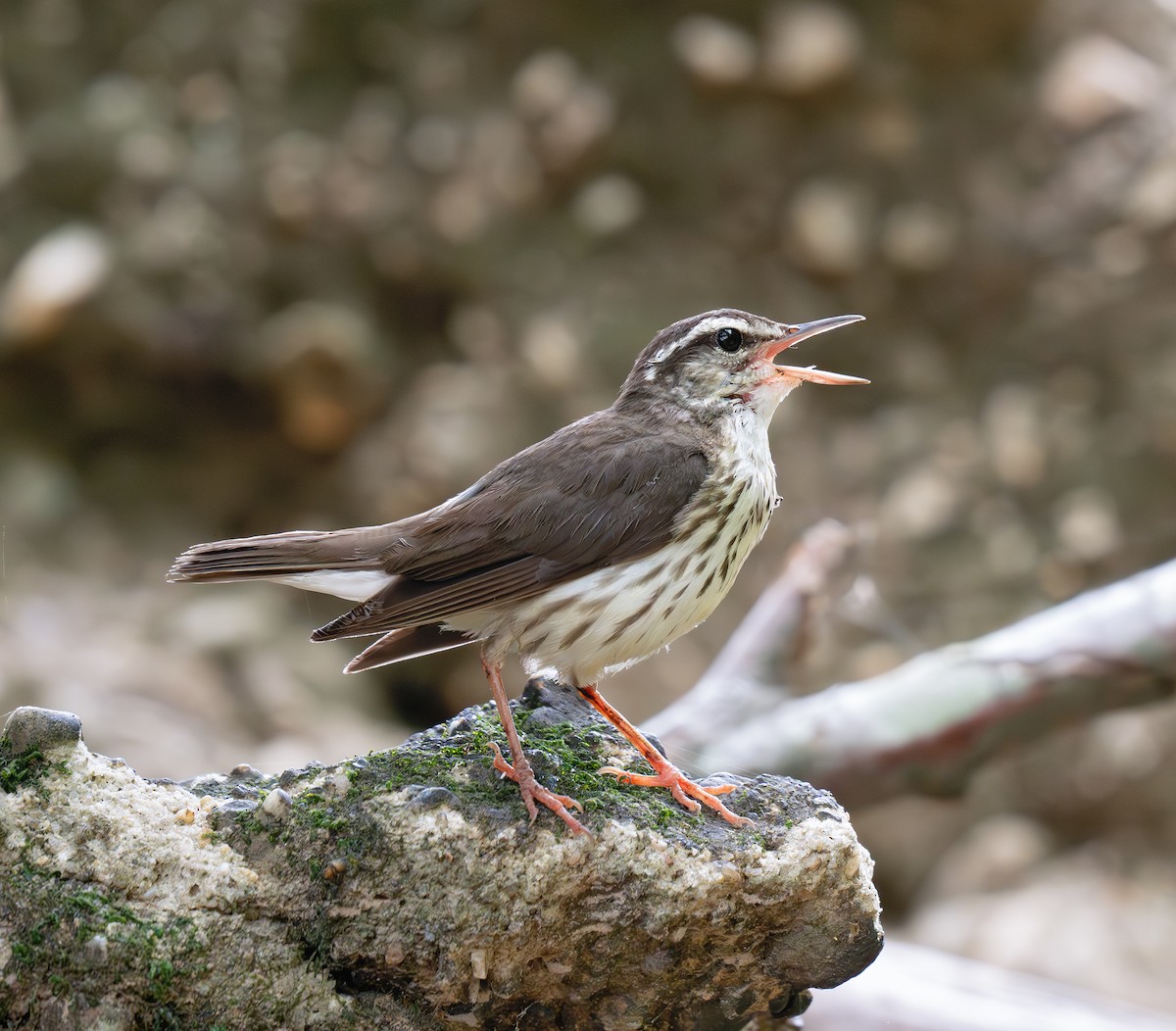 Louisiana Waterthrush - ML620551718