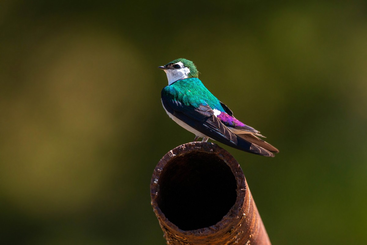 Violet-green Swallow - ML620551725