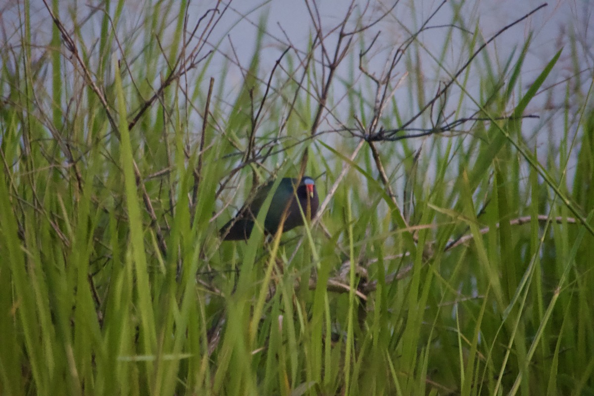 Purple Gallinule - ML620551728