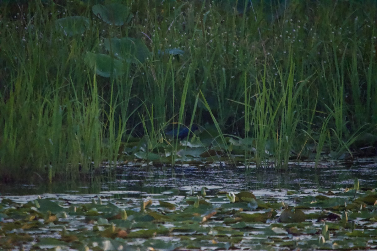 Purple Gallinule - ML620551729